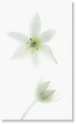 Viva Ceramica  Floranova TD1/002 NOVAGREY B/1 31.5x52 см