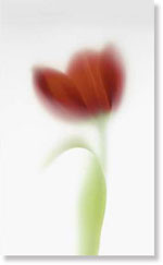 Viva Ceramica  Floranova TD1/003 NOVARED C/1 31.5x52 см