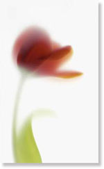 Viva Ceramica  Floranova TD1/004 NOVARED D/1  31.5x52 см