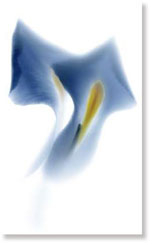 Viva Ceramica  Floranova TD1/005 NOVABLUE E/1 31.5x52 см