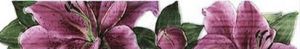 Бордюр Orquidea C-33